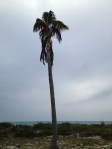 Lone Palm